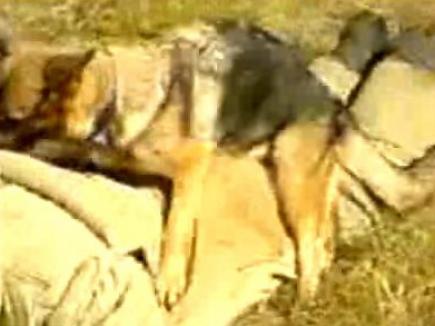 Un câine poliţist prinde hoţul şi apoi îl violează (VIDEO)